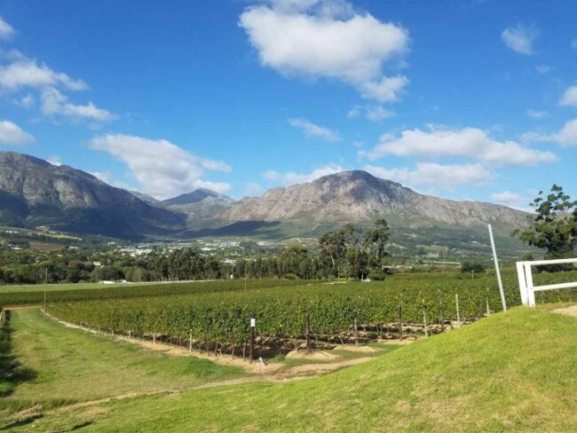 understanding-south-african-wines Understanding South African Wines