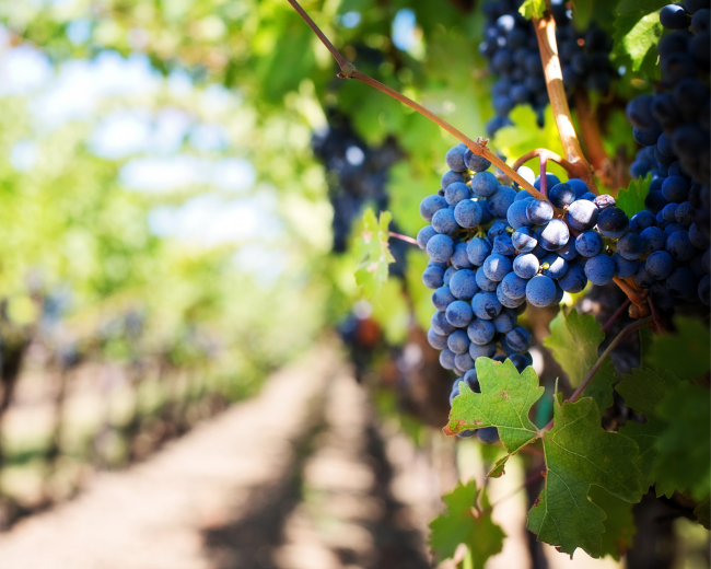 Cabernet Franc Cabernet Franc