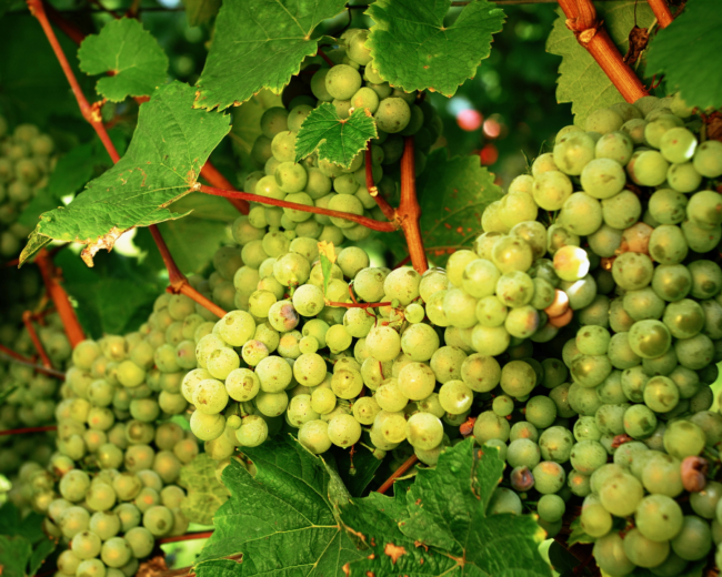 International Riesling Day Riesling