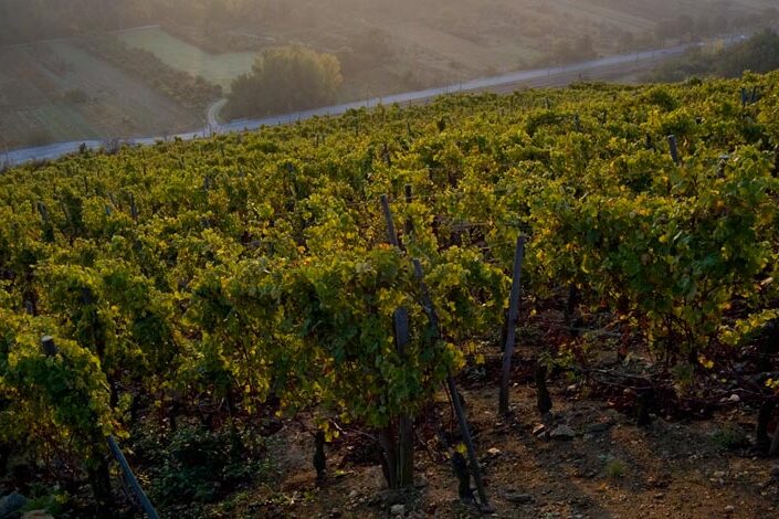 Domaine Louis Cheze Domaine Louis Cheze - Producer spotlight September 2021