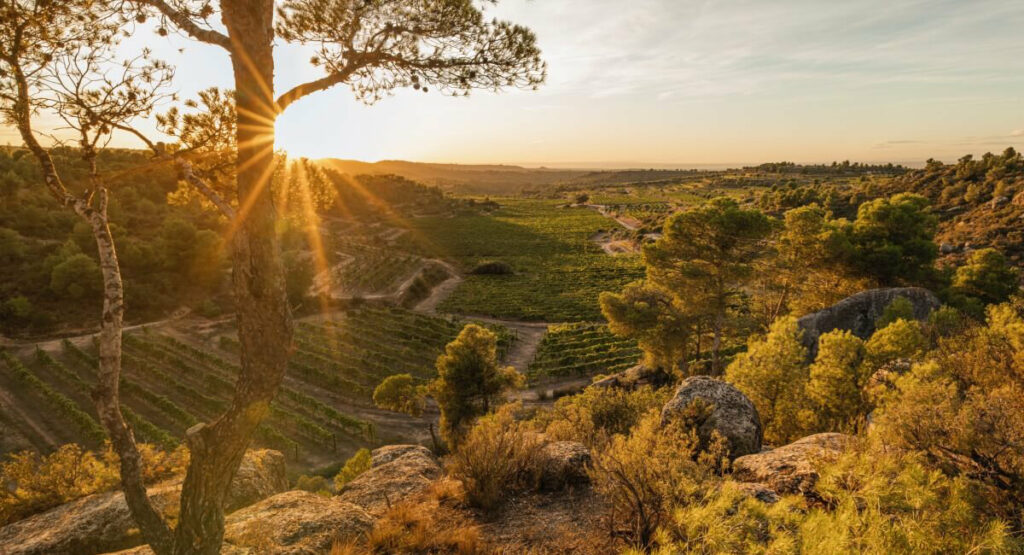 Costers del Segre grower Clos Pons