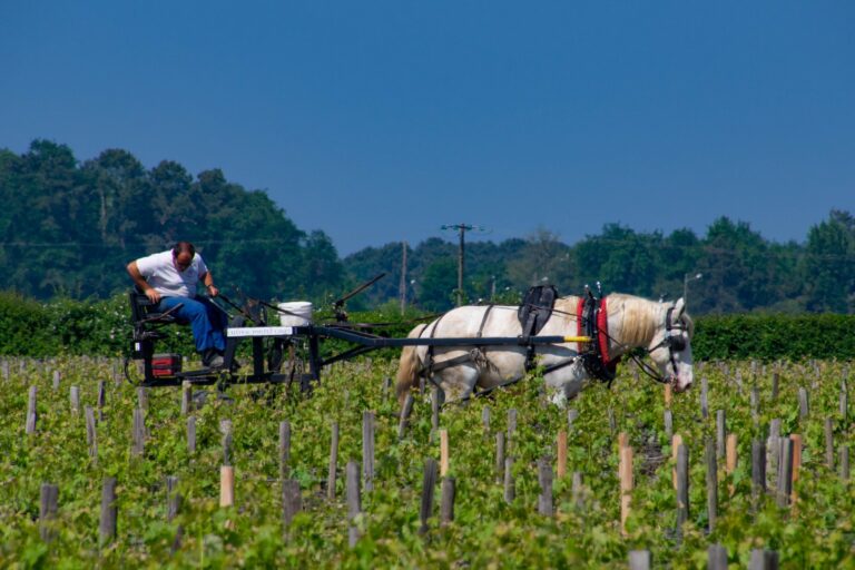 pontet-canet-4 Biodynamic Wine – what is the difference to Organic wine?