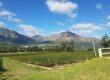 Understanding South African Wines