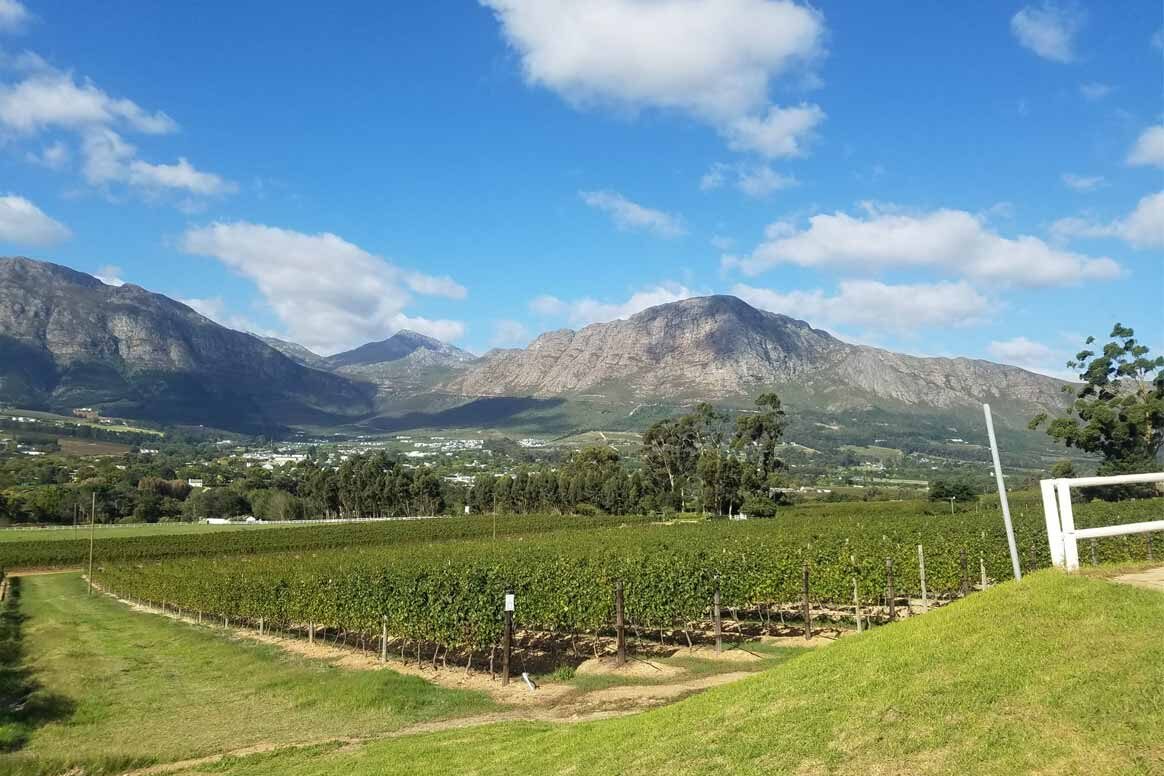 Understanding South African Wines