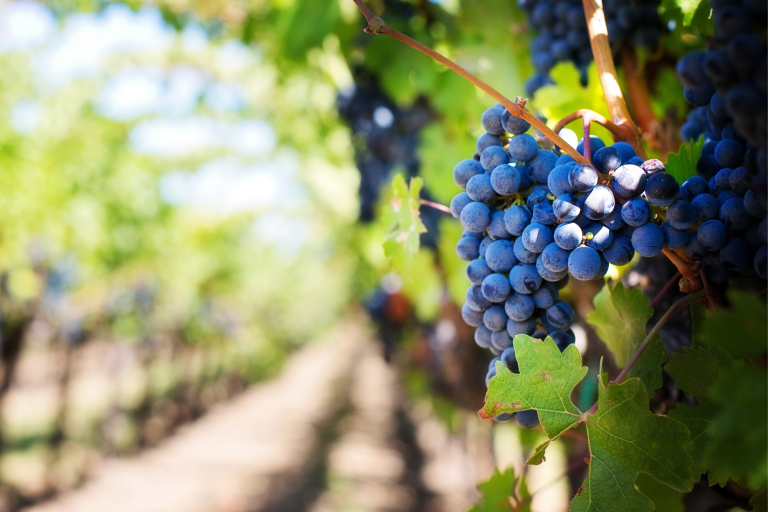 Cabernet Franc Cabernet Franc