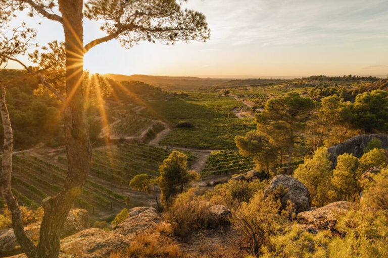 Clos Pons1 Barcelona Wine Tour