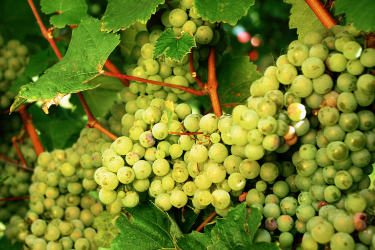 International Riesling Day Riesling